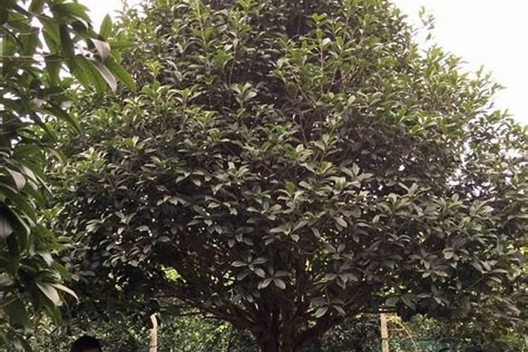 桂花树上什么肥料好