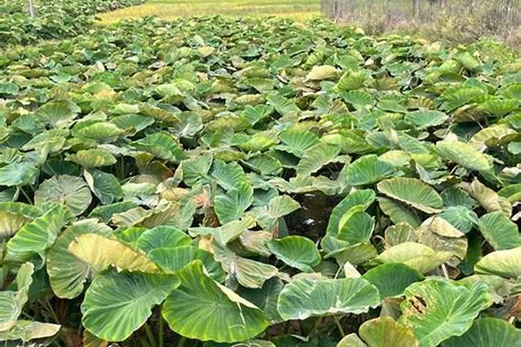 什么是槟榔芋的田间管理技巧