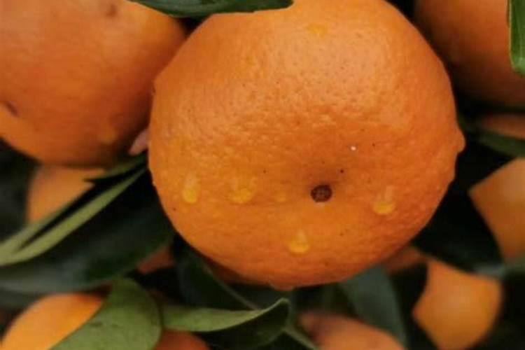 沃柑十月份该放什么肥料