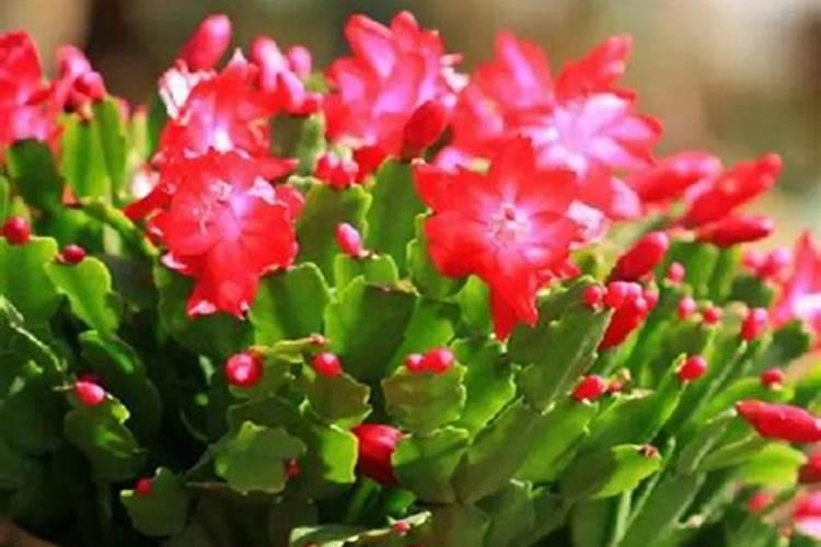 霜降之后适合种植菠菜吗 霜降后种菠菜的注意事项