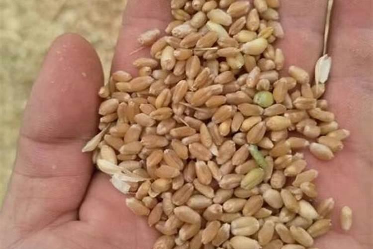 小麦需要的氮磷钾分别是多少