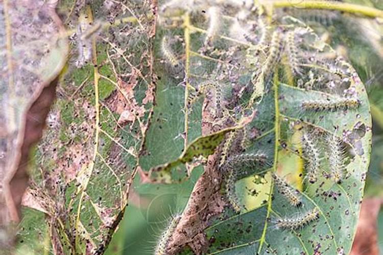 核桃树最好什么时候环剥 核桃环剥的注意事项