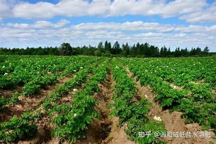 山东最好的水溶肥公司