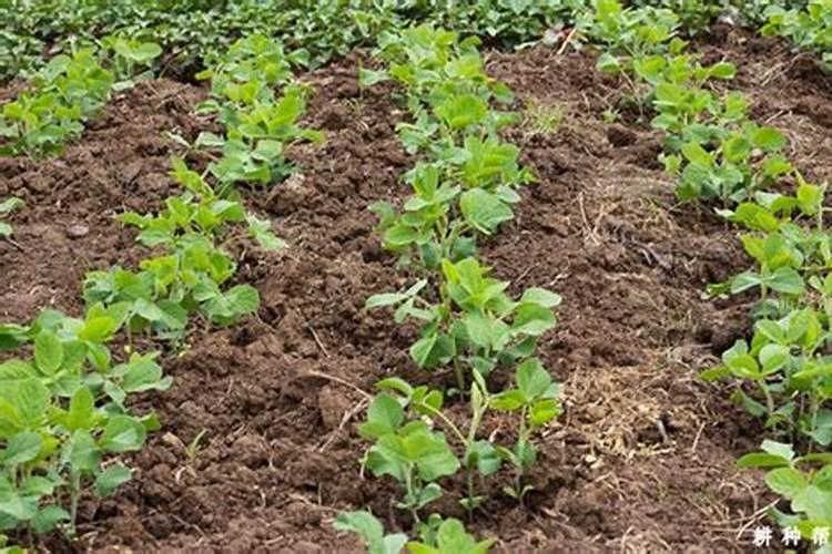 植物油可以做肥料吗