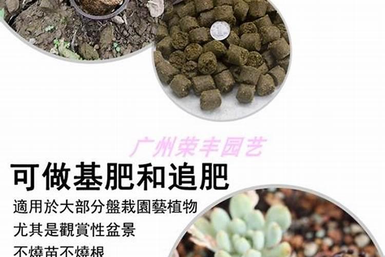 盆景施什么肥比较好