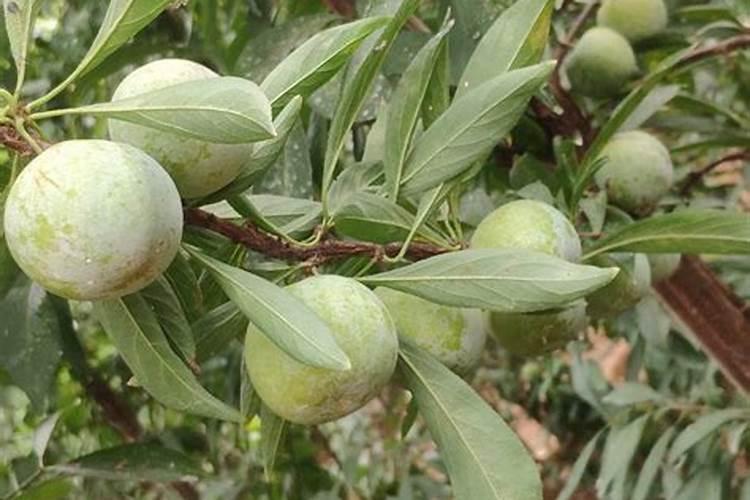 安哥诺李子适合哪里种植