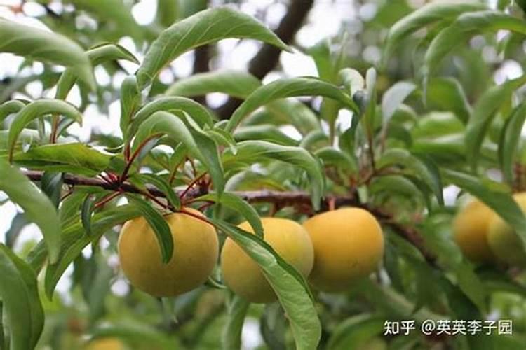 怎么做到让李子种植收益最大化？