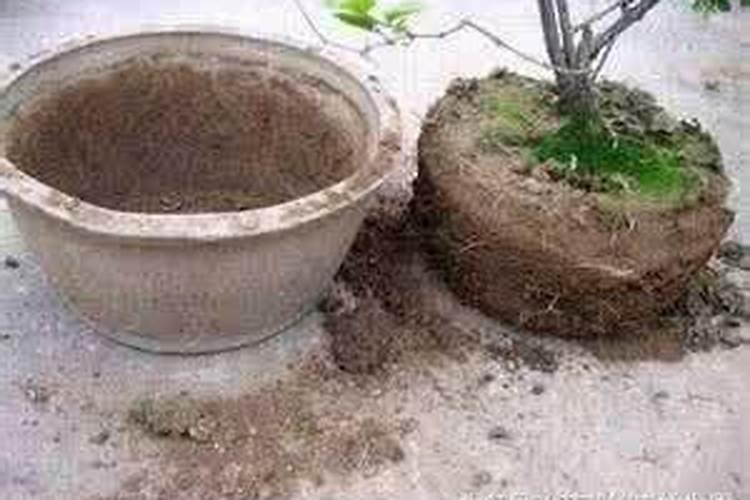 移裁花草多久施肥好 移植花草后何时施肥最适合？