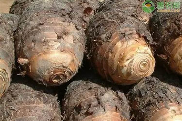 荔浦芋头种植方法.