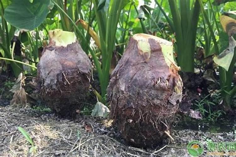 荔浦芋头如何种