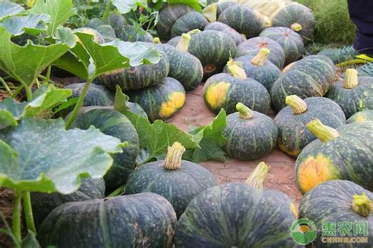 种南瓜用什么肥料又大又甜