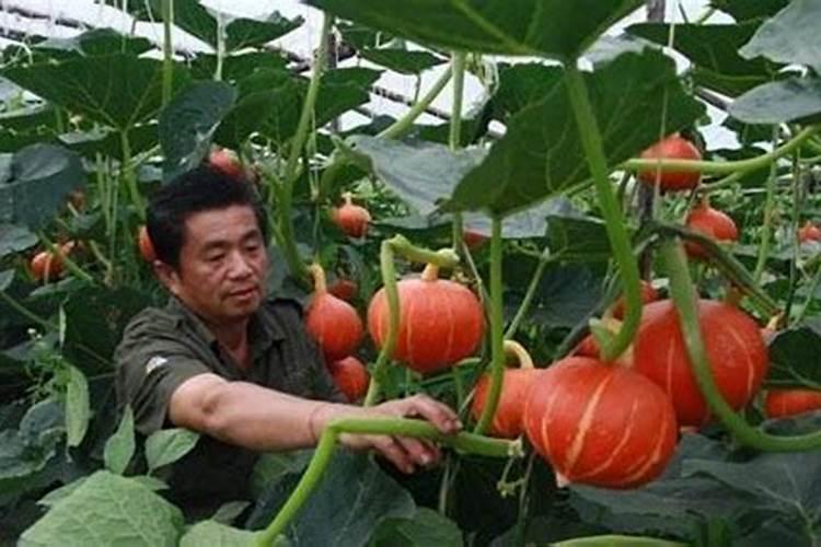 种南瓜需要哪种复合肥