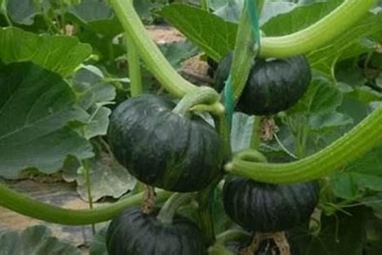 种南瓜用什么肥料最好 种南瓜用的肥料