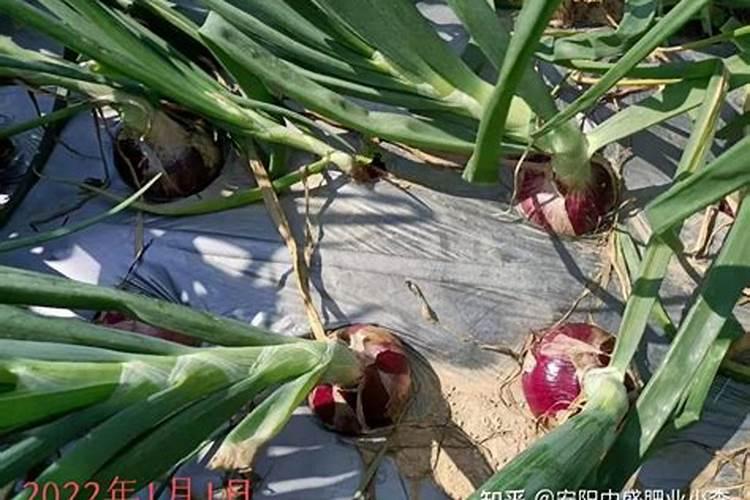 洋葱施什么肥最好
