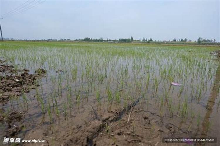 水田生产怎样提高氮肥和磷肥的利用率？