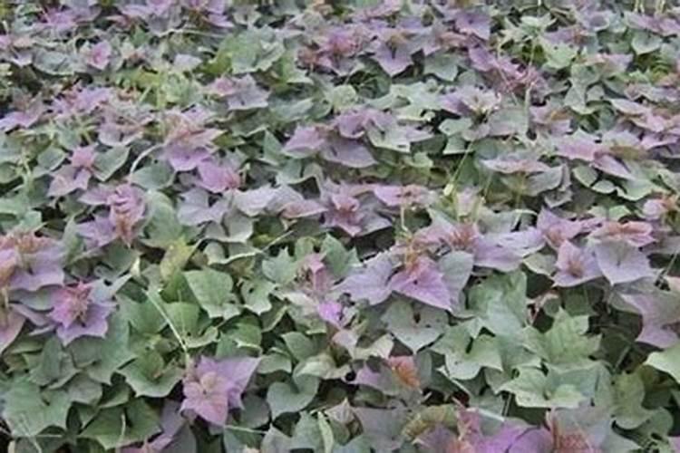 紫薯施肥用什么肥料
