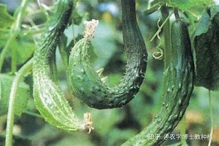 黄瓜弯曲尖嘴严重咋办啊？