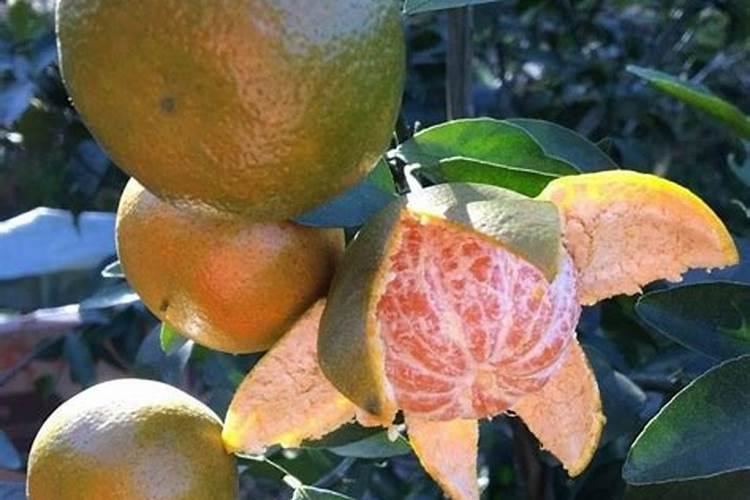 八月份清香蜜桔用什么肥料果子大得快？