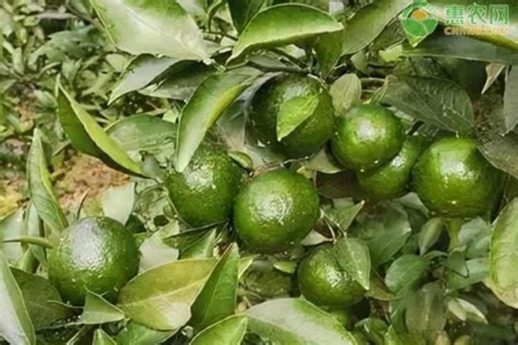 清香蜜桔种植技术
