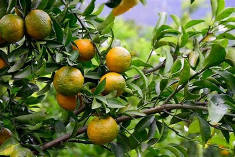 清香桔是什么品种