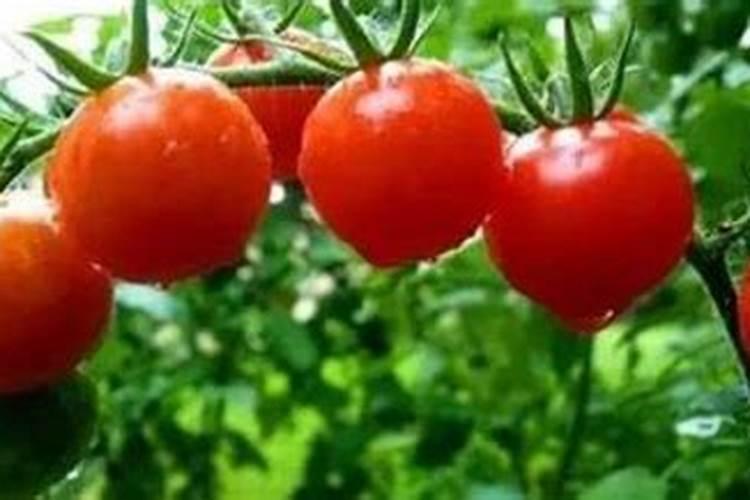 小番茄施肥与田间管理方法