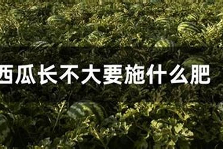 西瓜施什么肥料最甜