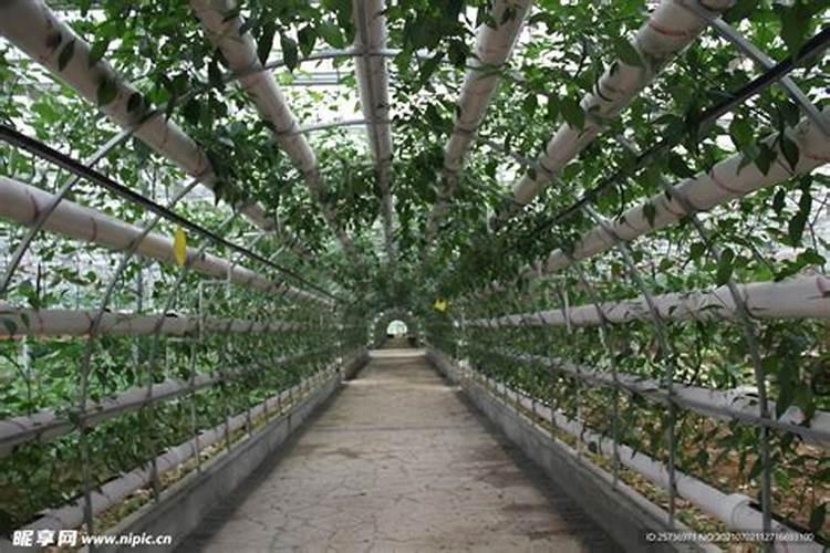 大棚芹菜中后期用什么肥料