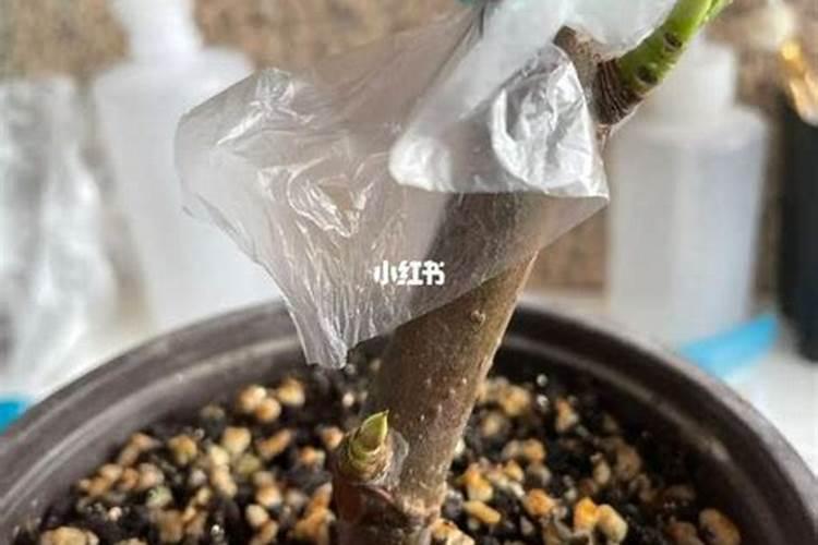 多菌灵的作用和使用方法？