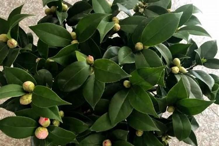 山茶花浇什么肥料合适