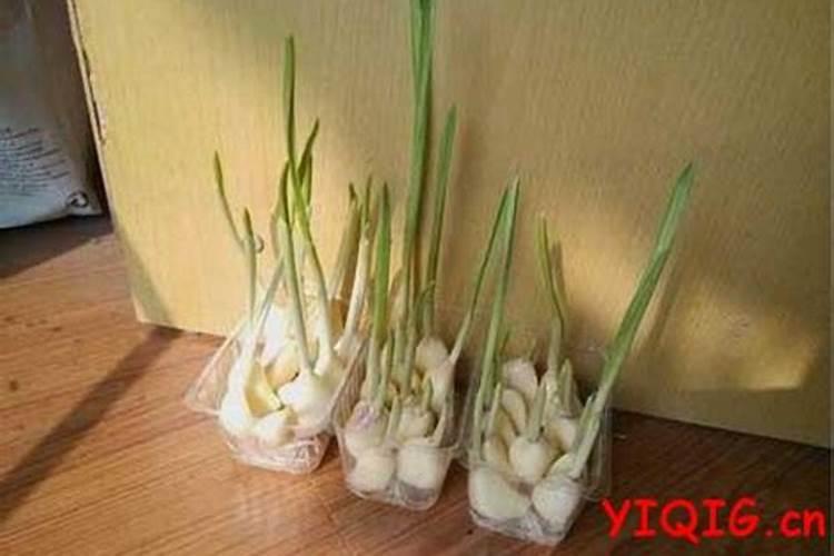 蒜苗怎么施肥料