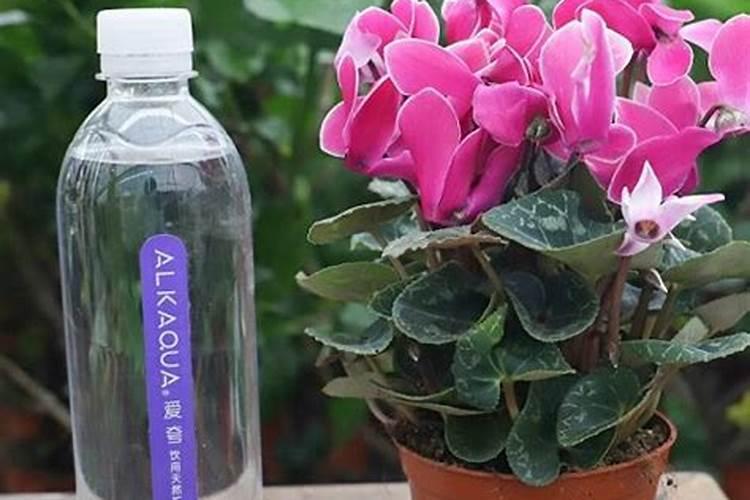 仙客来如何浇水施肥