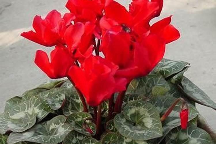 仙客来开花期间怎么浇水施肥