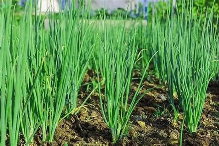 栽葱用什么肥料最好