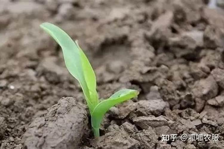 种植玉米时,有些农户只用底肥不追肥,利润会不会降低？