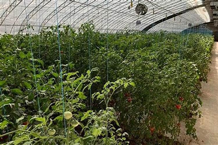 番茄坐果后怎样施肥？西红柿叶面肥喷施注意什么？