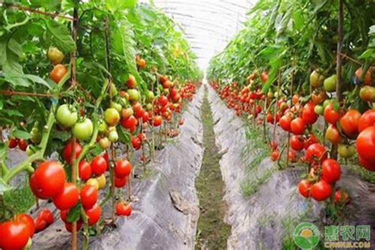 大棚西红柿定植后什么时候开始喷叶面肥？