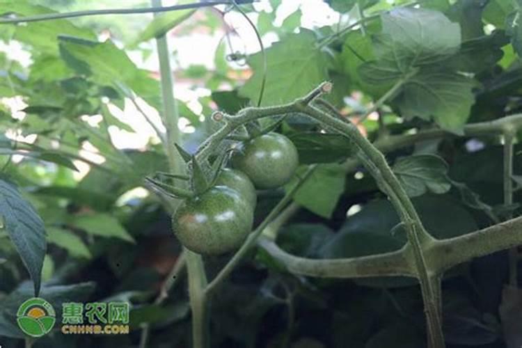 西红柿冬季施肥方法和时间 西红柿冬季如何施肥