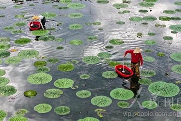 膨果期的五个禁忌内容分别是什么,为何重要？