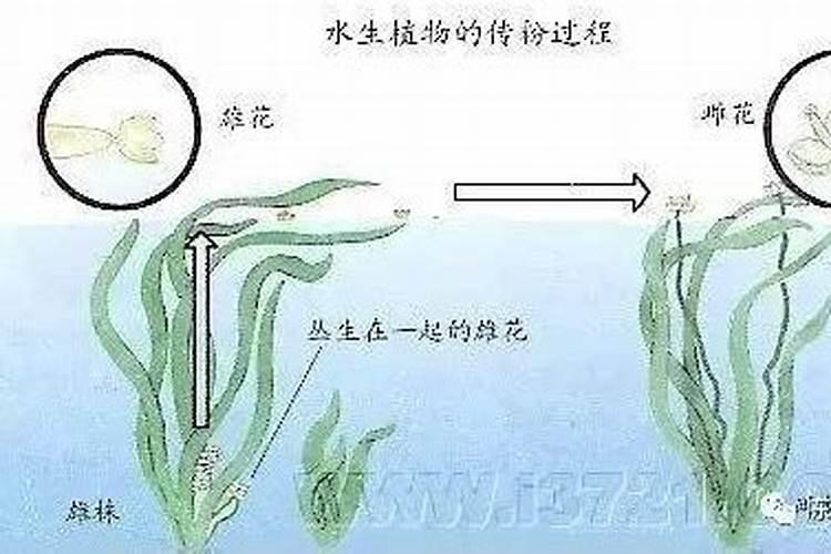 大棚西瓜种植用那款中微量元素水溶肥好