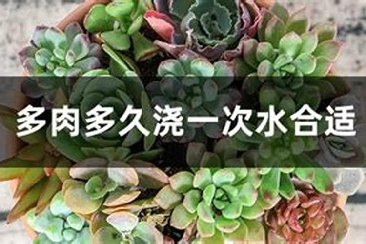 多肉肥料怎么用