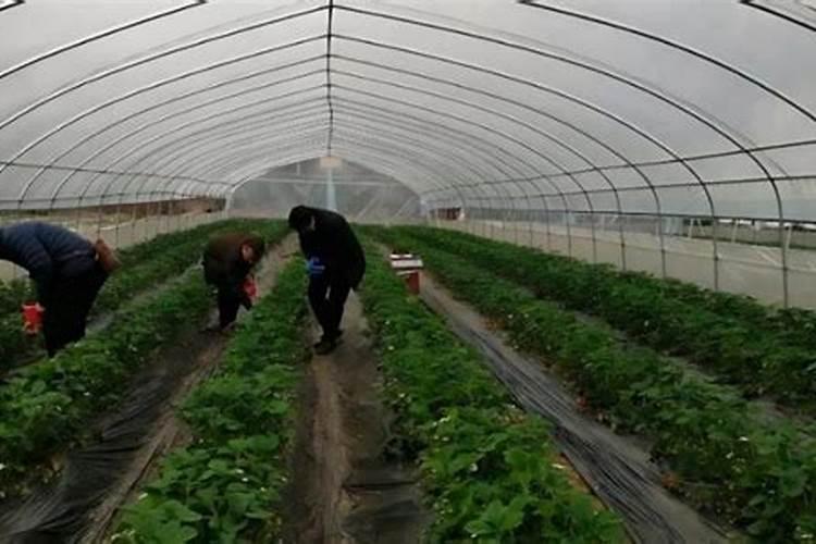 土豆的需肥规律是什么？如何正确施肥？