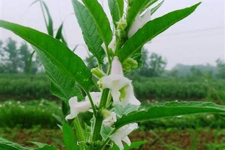 芝麻追肥用什么肥料 什么时间施更合适