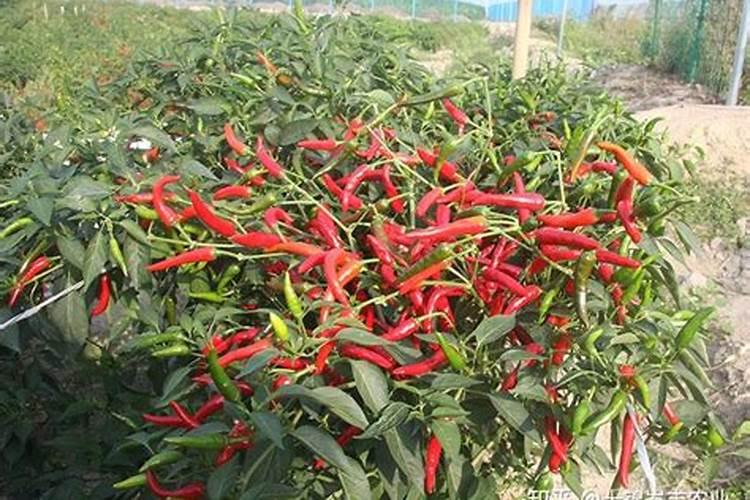芸苔素内脂用于辣椒效果好吗？