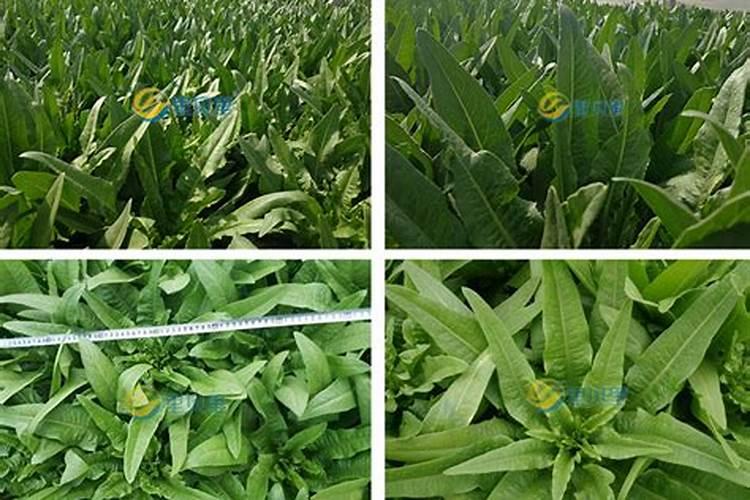 磷酸二氢钾怎么用效果好