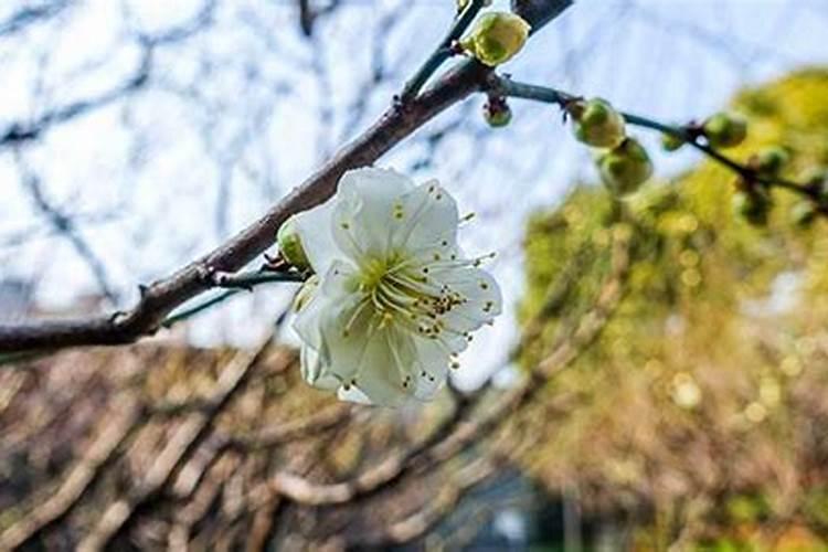 花生能使用尿铵氮肥吗(花生喷施肥料后卷叶怎么办)