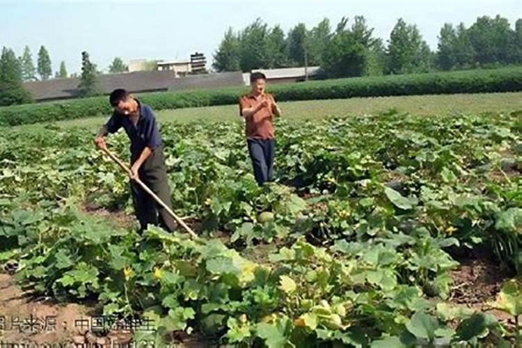 南瓜叶子发黄什么原因