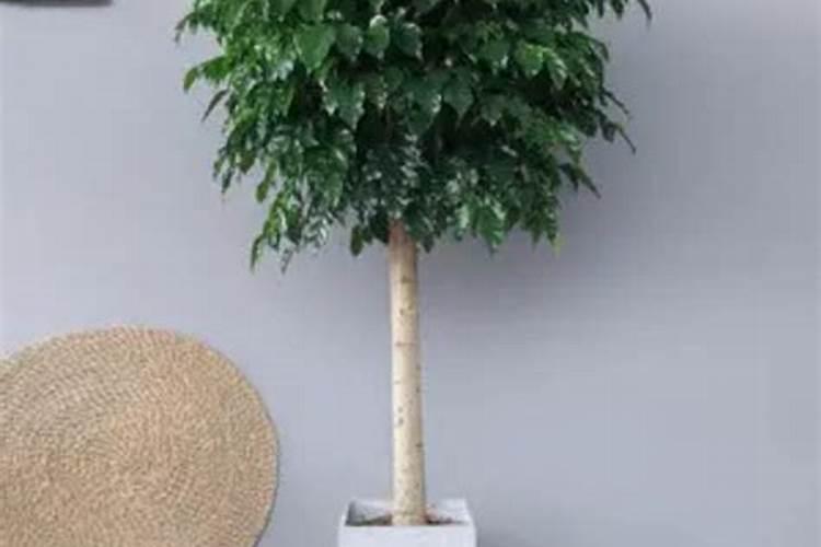 幸福树的护理？