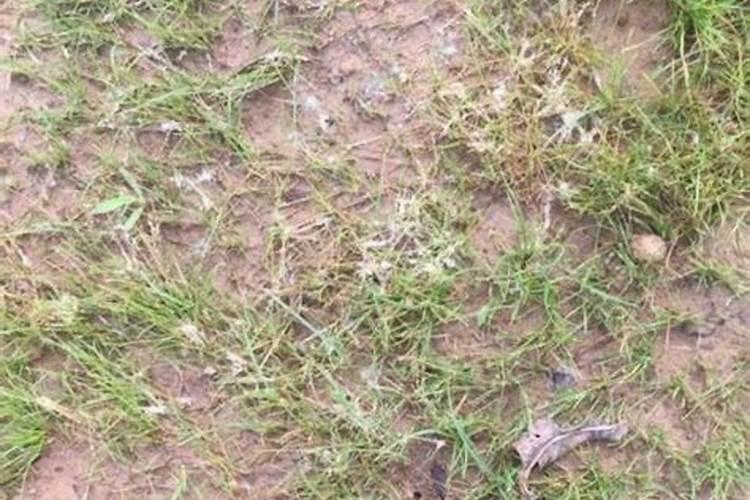 花生白粉虱打过药减产吗