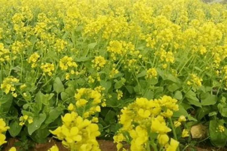 盆栽兰花怎么防止烂根？