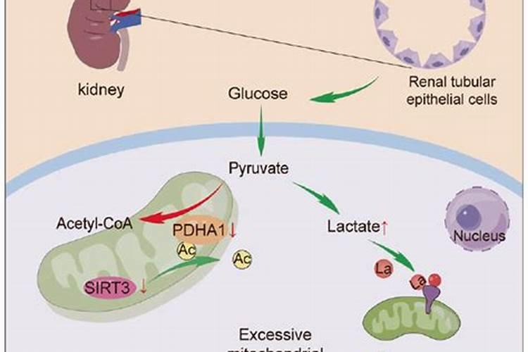 桃子用硝酸磷肥可以吗？